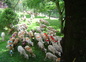moutons à Apradis