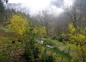 automne dans le jardin