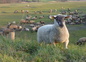 Les moutons de Normandie
