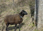 Brebis tarasconnaise