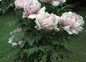 Nos pivoines