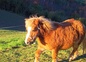 Notre ponnette Princesse