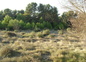 La garigue