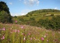 Nos fleurs (cosmos)