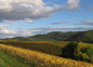Le vignoble alsacien