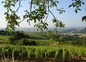 le vignoble
