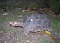 Camille, notre tortue